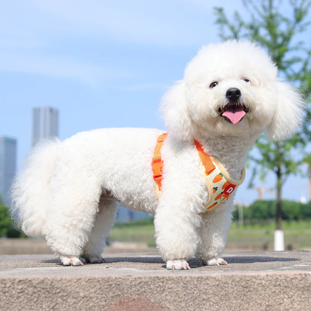 Harnais Petit Chien Anti-Traction Respirant avec Laisse - Gilet Ajustable Motif Carotte pour Bichon, Caniche, Yorkshire, Maltais